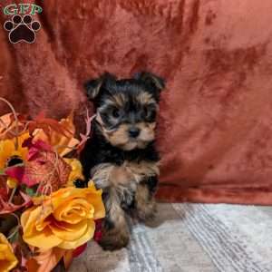 Josie, Yorkie Puppy